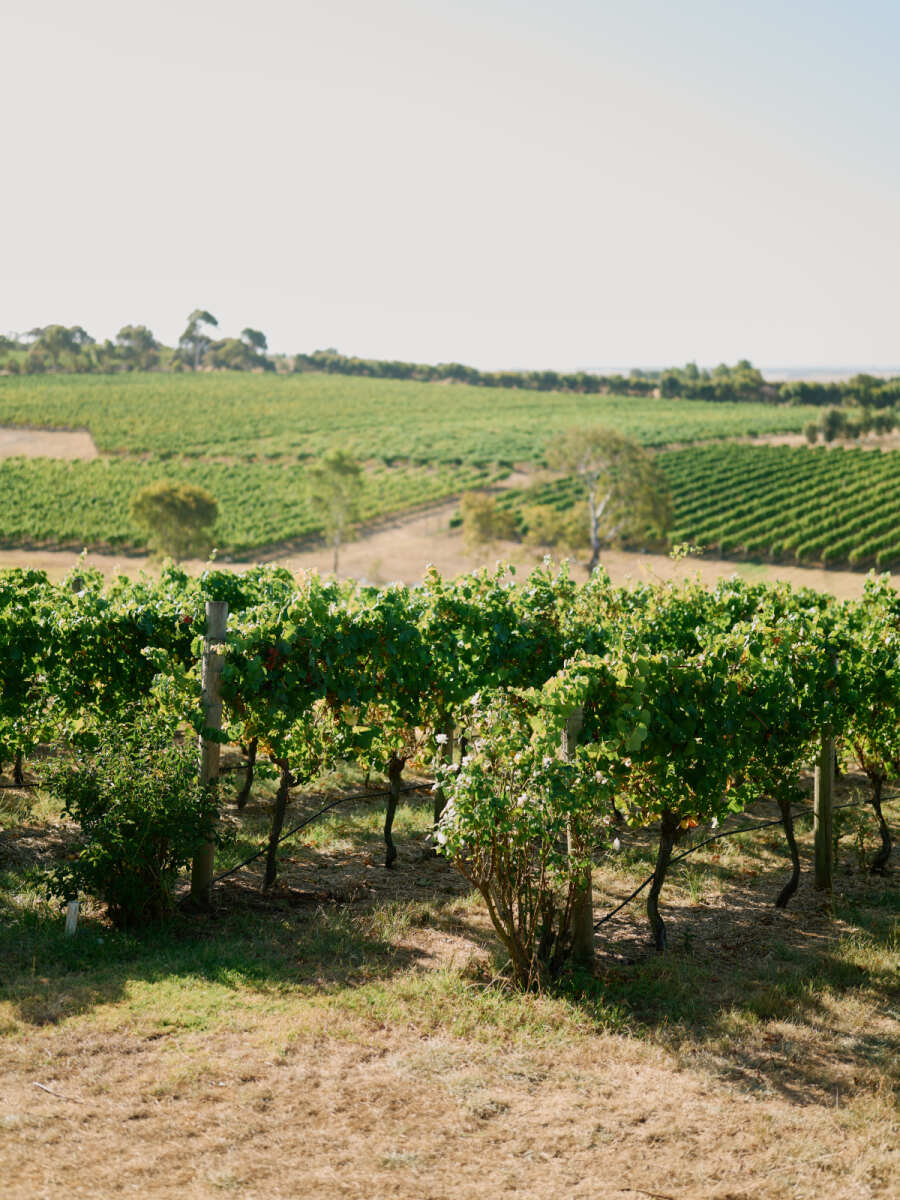 Garganega